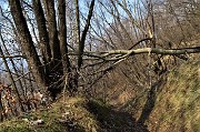 77 In decisa discesa nel bosco sul sentierino per le Stalle Foldone